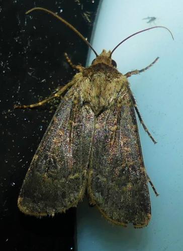 Agrotis sp.